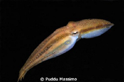 lembeh strait,nikon d2x 60mm macro,night cive by Puddu Massimo 